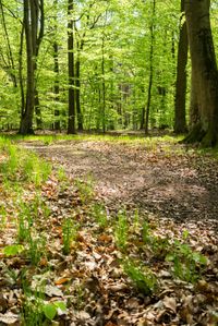 there is a view of a path through the woods with leaves on it, grass and trees