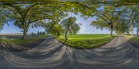 this is an 360 - lens photo of trees and street on both sides of road