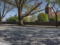 a tree growing out of the middle of a cobble road under a very tall building