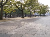 a sidewalk is lined with many trees in the area outside the building with bicycles parked on it