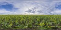 a field with yellow flowers, clouds and a blue sky seen from a moving car