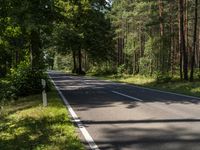 the road goes to the trees in the forest, and there is an empty road