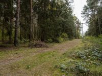 a forest scene with a dirt road between some trees and bushes and trees are in the background