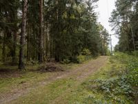 a forest scene with a dirt road between some trees and bushes and trees are in the background