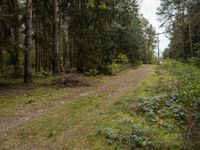 a forest scene with a dirt road between some trees and bushes and trees are in the background