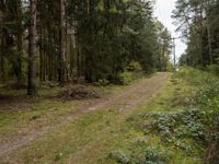 a forest scene with a dirt road between some trees and bushes and trees are in the background