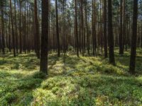 a grove of trees in the middle of a forest filled with green and purple flowers