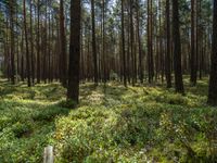 a grove of trees in the middle of a forest filled with green and purple flowers