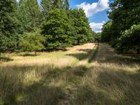 Berlin Landscape: Dirt Road through the Forest (002)