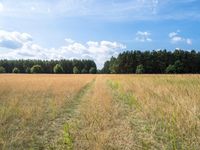 the trail in a brown field runs through tall grass and trees in the background and in the foreground