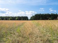 the trail in a brown field runs through tall grass and trees in the background and in the foreground