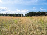 the trail in a brown field runs through tall grass and trees in the background and in the foreground