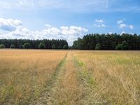 the trail in a brown field runs through tall grass and trees in the background and in the foreground