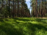 Berlin Landscape: Forest and Greenery