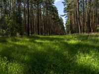 Berlin Landscape: Forest and Greenery