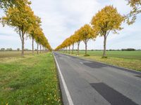 road lined by trees that have yellow leaves on them at the bottom and a line of white stripes in front