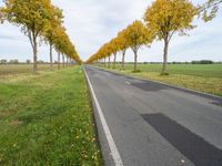 road lined by trees that have yellow leaves on them at the bottom and a line of white stripes in front