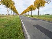 road lined by trees that have yellow leaves on them at the bottom and a line of white stripes in front