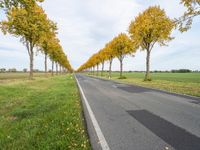 road lined by trees that have yellow leaves on them at the bottom and a line of white stripes in front