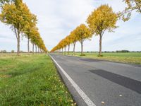 road lined by trees that have yellow leaves on them at the bottom and a line of white stripes in front