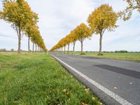 road lined by trees that have yellow leaves on them at the bottom and a line of white stripes in front