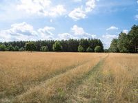 Berlin Landscape: Nature and Grass Field