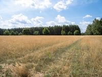 Berlin Landscape: Nature and Grass Field