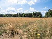 Berlin Landscape: Nature and Grass Field