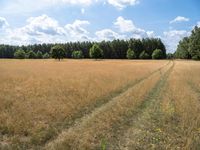 Berlin Landscape: Nature and Grass Field