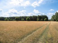 Berlin Landscape: Nature and Grass Field