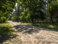 dirt road with trees and grass near dirt surface and wooded area with shadows on trees