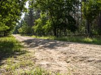 dirt road with trees and grass near dirt surface and wooded area with shadows on trees