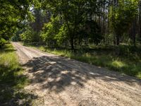 dirt road with trees and grass near dirt surface and wooded area with shadows on trees