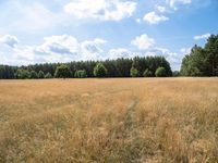 this is an image of a field near some trees and yellow grass in the foreground