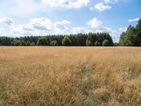 this is an image of a field near some trees and yellow grass in the foreground