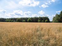 this is an image of a field near some trees and yellow grass in the foreground