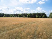 this is an image of a field near some trees and yellow grass in the foreground