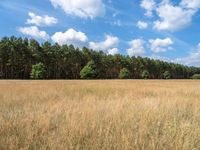 brown and yellow field near forest filled with trees and grass in the day with a clear sky