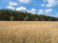 brown and yellow field near forest filled with trees and grass in the day with a clear sky