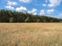 brown and yellow field near forest filled with trees and grass in the day with a clear sky