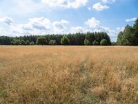 a field with a tree and a blue sky behind it, and trees in the distance