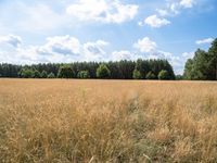 a field with a tree and a blue sky behind it, and trees in the distance