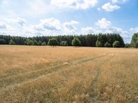 a field with a tree and a blue sky behind it, and trees in the distance