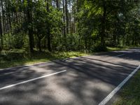 Berlin Landscape: Road Through the Forest on a Sunny Day