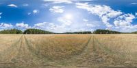 a panorama camera photograph shows tall grass and trees in the field with a blue sky