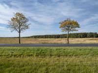 a couple of trees in a field with grass and grass near the road and trees