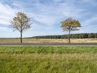 a couple of trees in a field with grass and grass near the road and trees