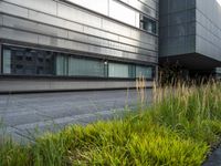 a large building that is next to some grass and water plants outside it is gray and there is tall, yellow, green grass