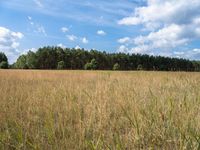 Berlin Nature Landscape: Open Grass Field 001