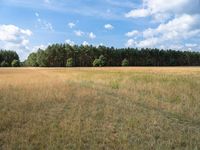 Berlin Nature Landscape: Open Grass Field 002